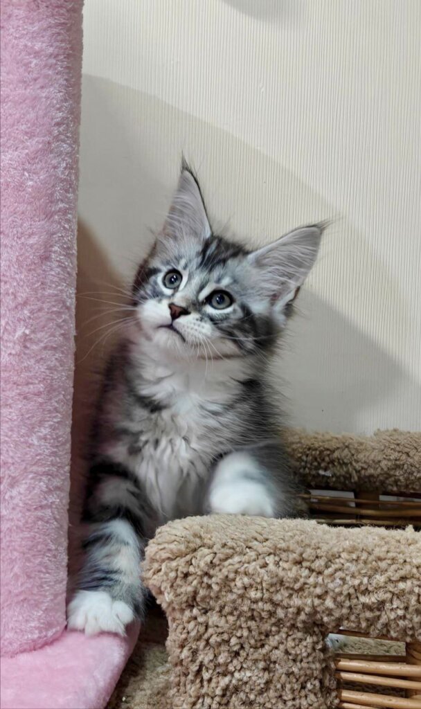 Kevin Maine Coon Black Silver Male (Available) 00 - photo 1