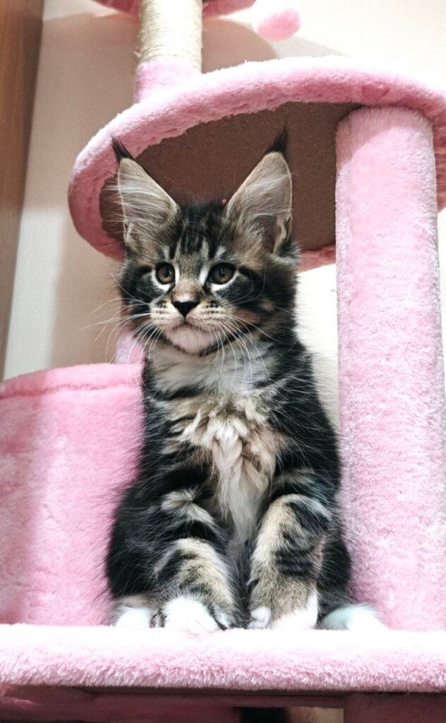 Kelvin Maine Coon Black Tabby Male (Available) 00 - photo 1