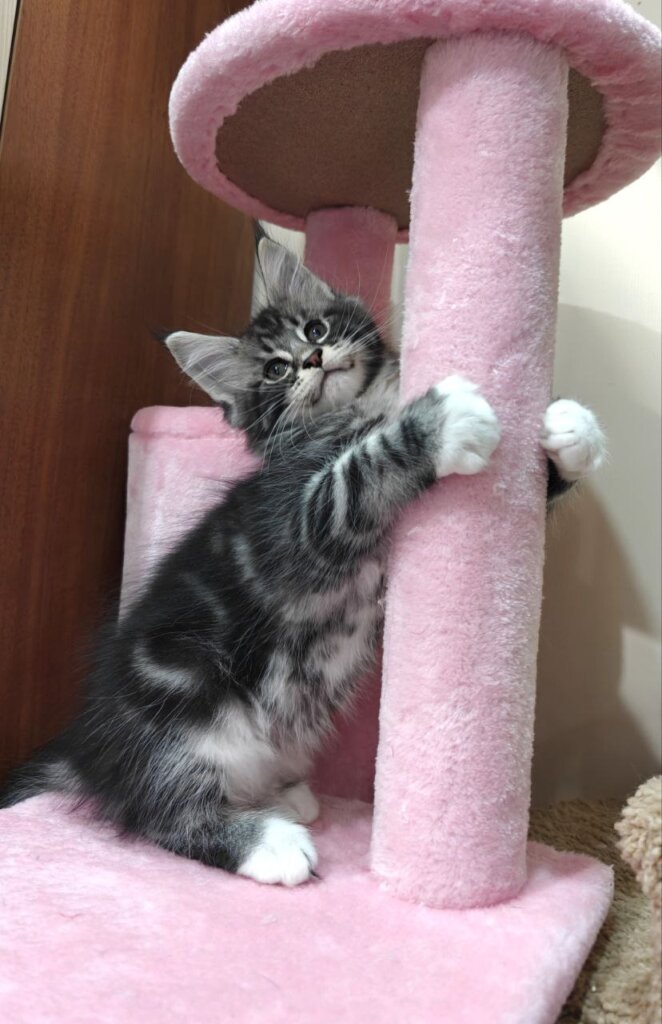 Kent Maine Coon Black Tabby Male (Available) 00 - photo 1