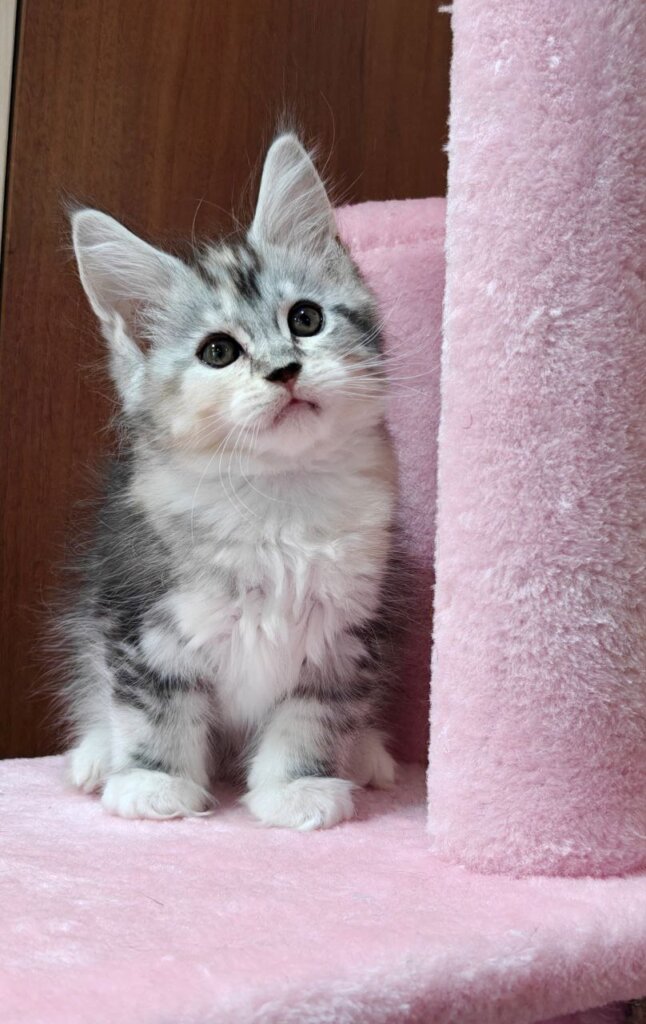 Karolina Maine Coon Black Tortie Female (Available) 00 - photo 1