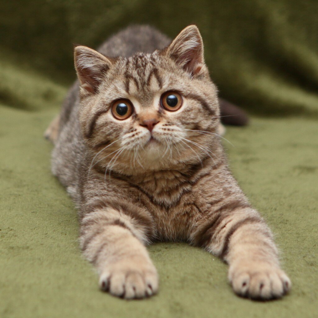 Nalim British Shorthair Chocolate Male (Available) 00 - photo 1
