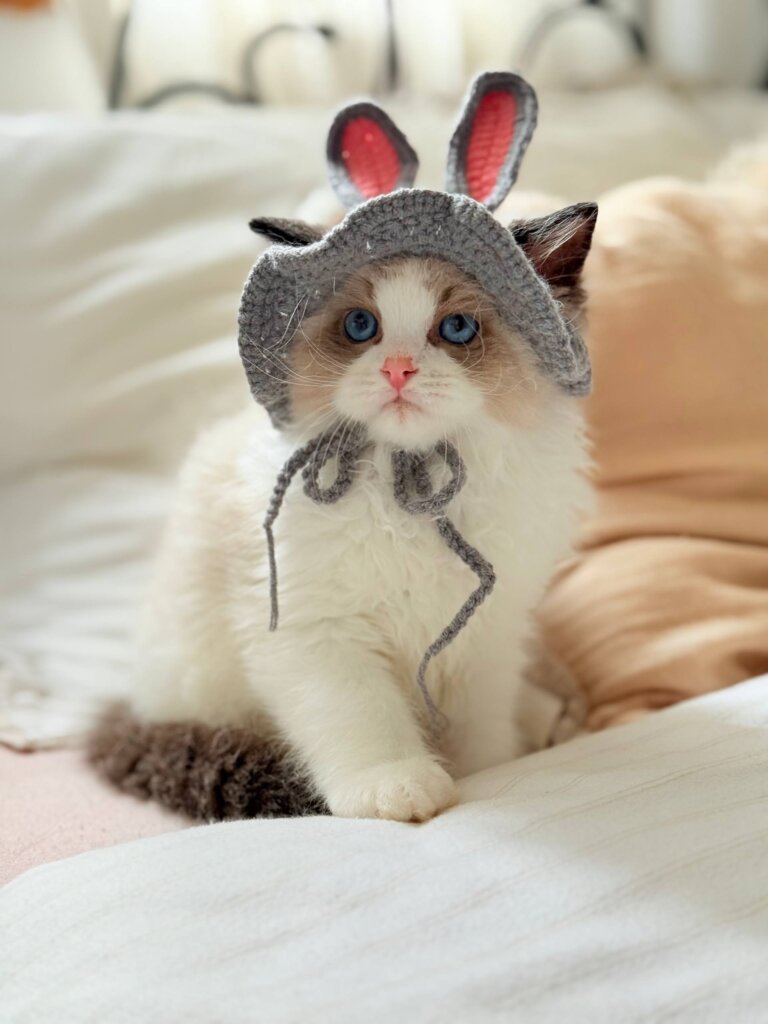 Leon Ragdoll Seal Male (Reserved) 00 - photo 1