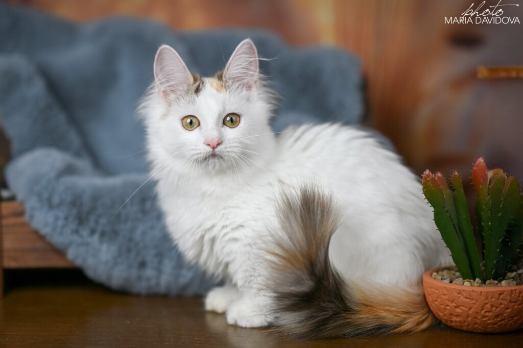 Estrelita Munchkin Female (Available) 00 - photo 1