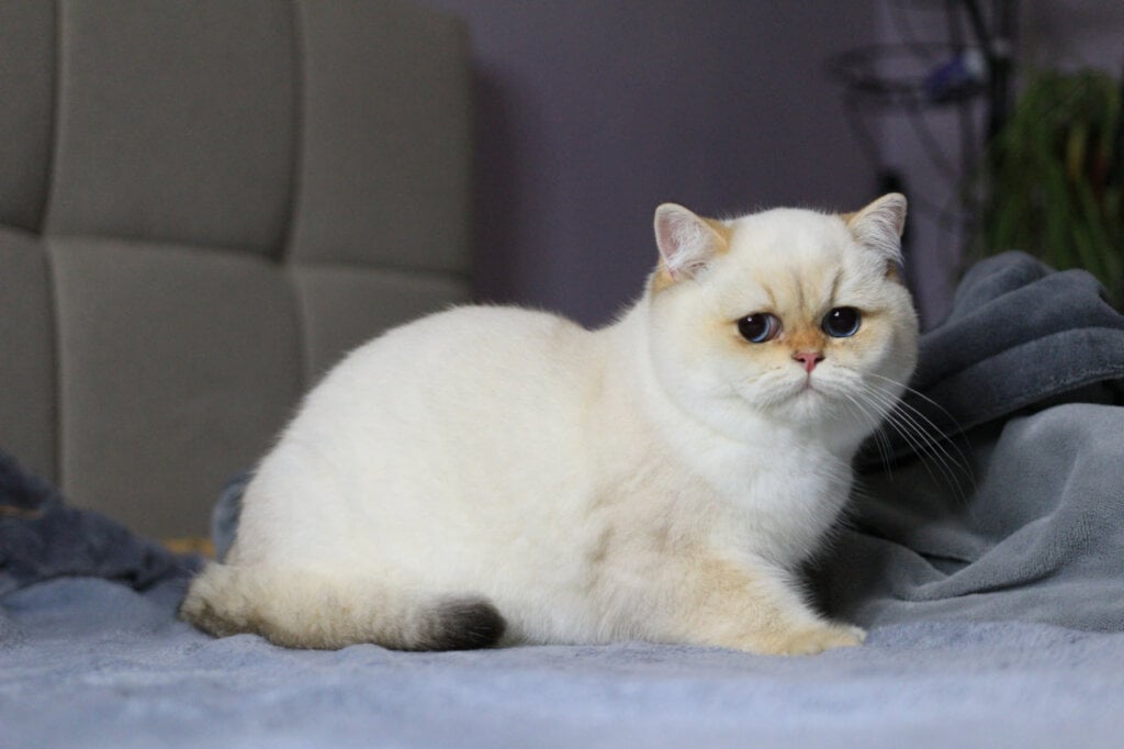 Ecler British Shorthair Black Golden Male (Available) 00 - photo 1