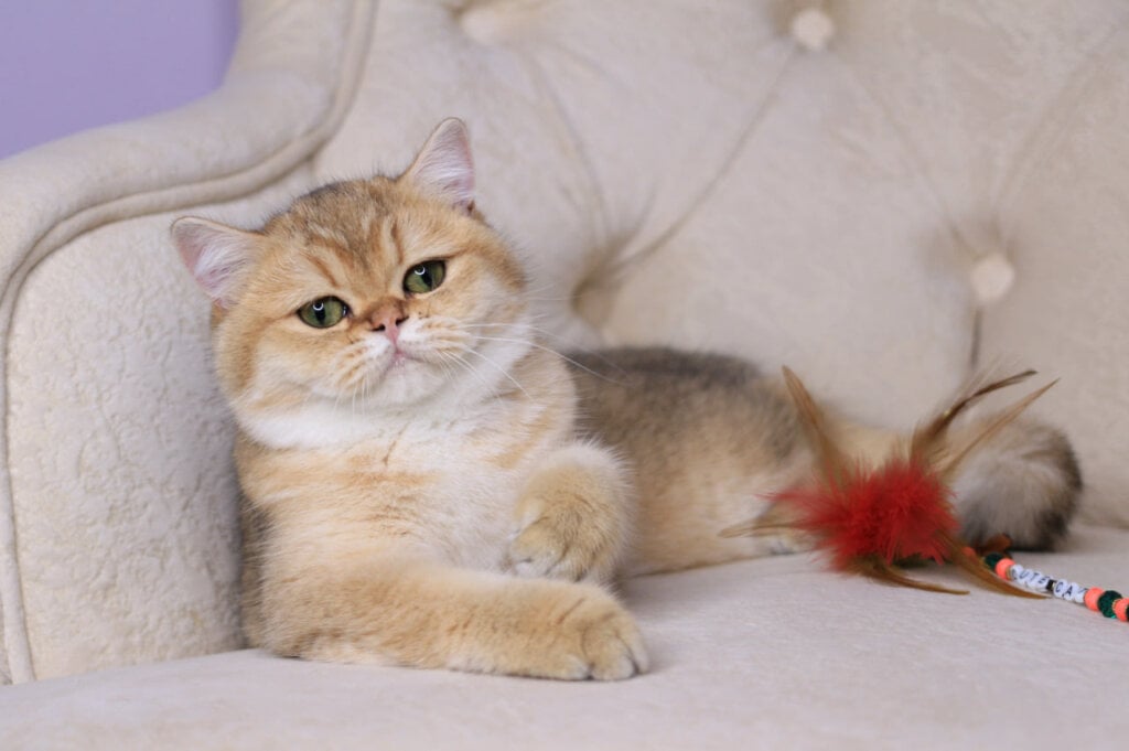 Emily British Shorthair Black Golden Female (Available) 00 - photo 1