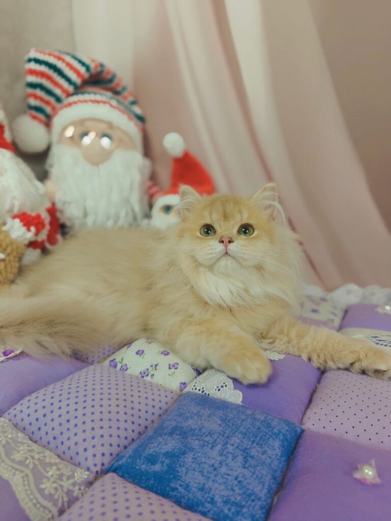 Photo 2025 12 23 12 35 22