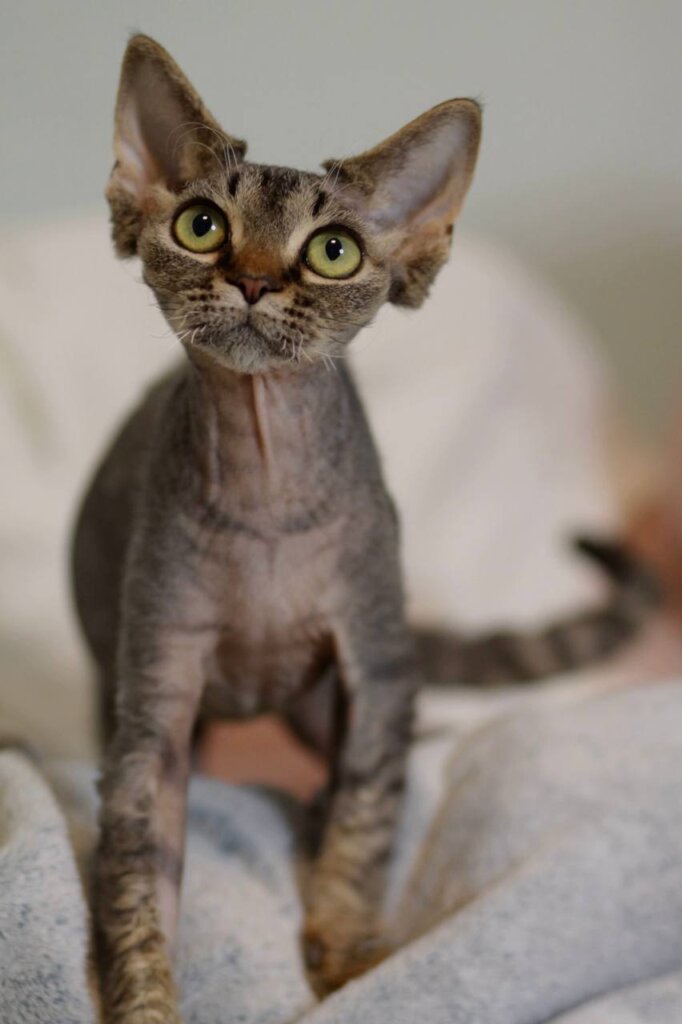 Kate Devon Rex Black Tabby Female (Available) 00 - photo 1