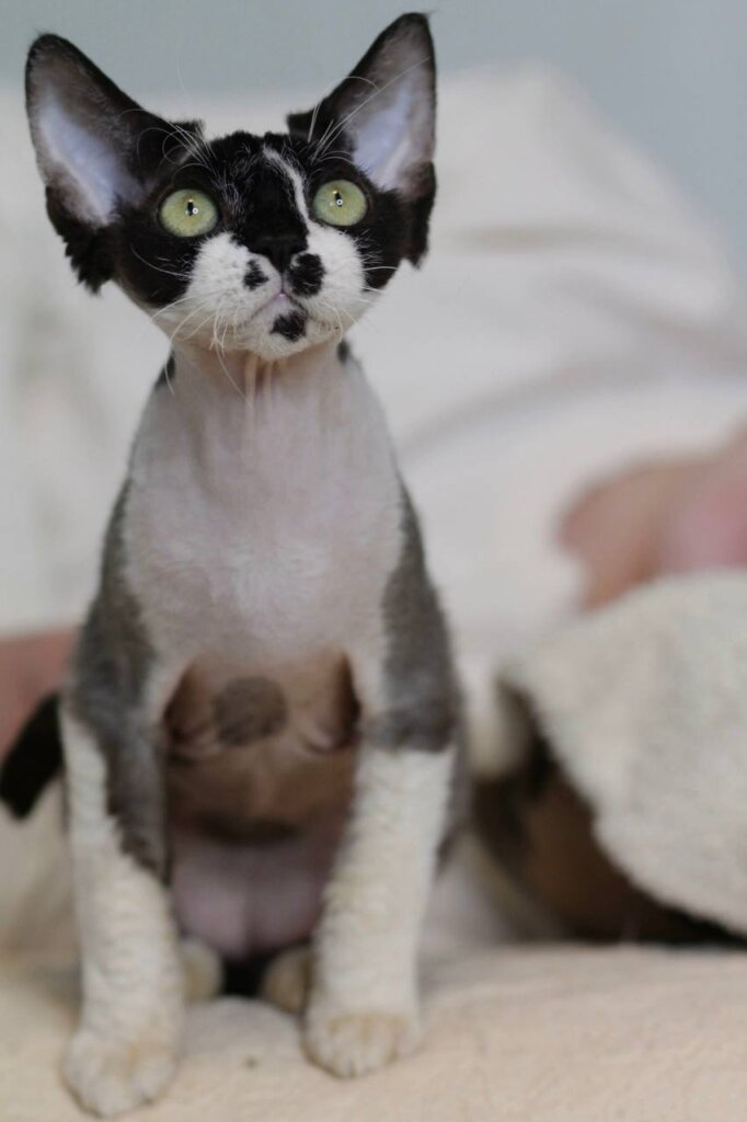Kevin Devon Rex Black with White Male (Available) 00 - photo 1