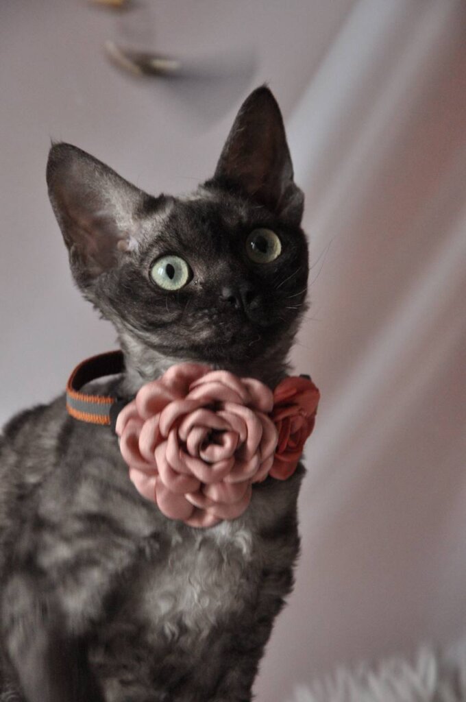 Jasja Devon Rex Black Silver Female (Available) 00 - photo 1