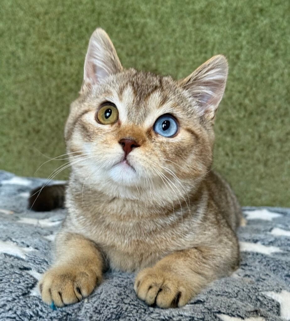 Lux British Shorthair Male (Available) 50 - photo 1