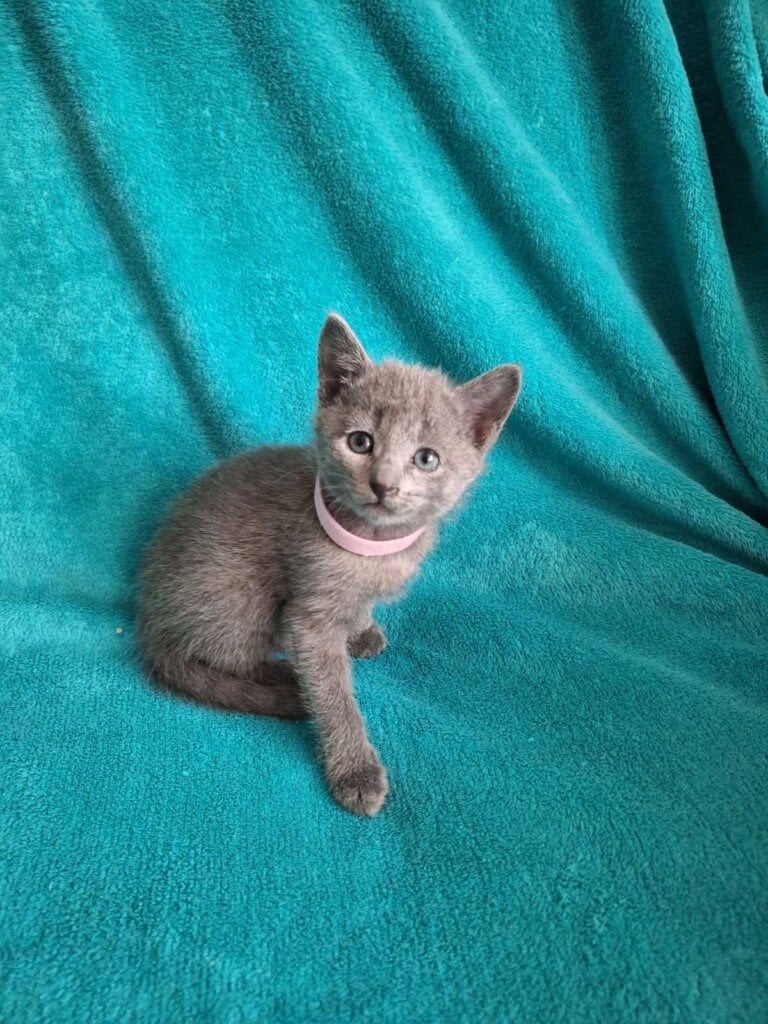 Juliette Russian Blue  Female (Available) $2850