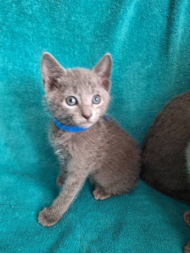 Jannete Russian Blue  Female (Available) $2850