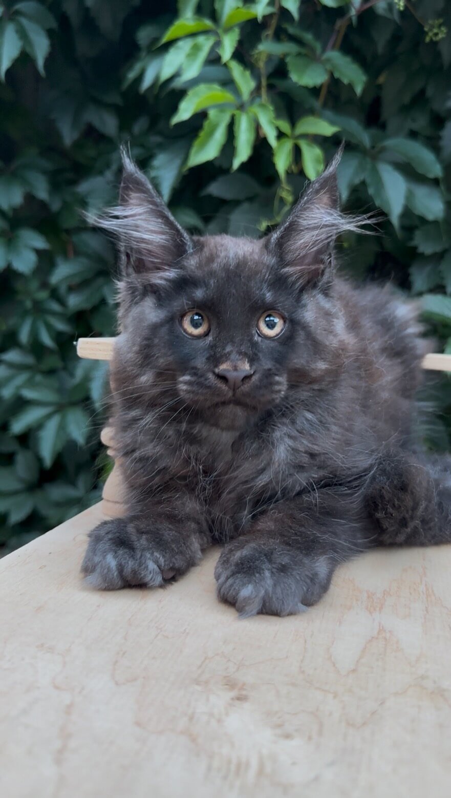 Tempest Maine Coon  Male (Available) $3200