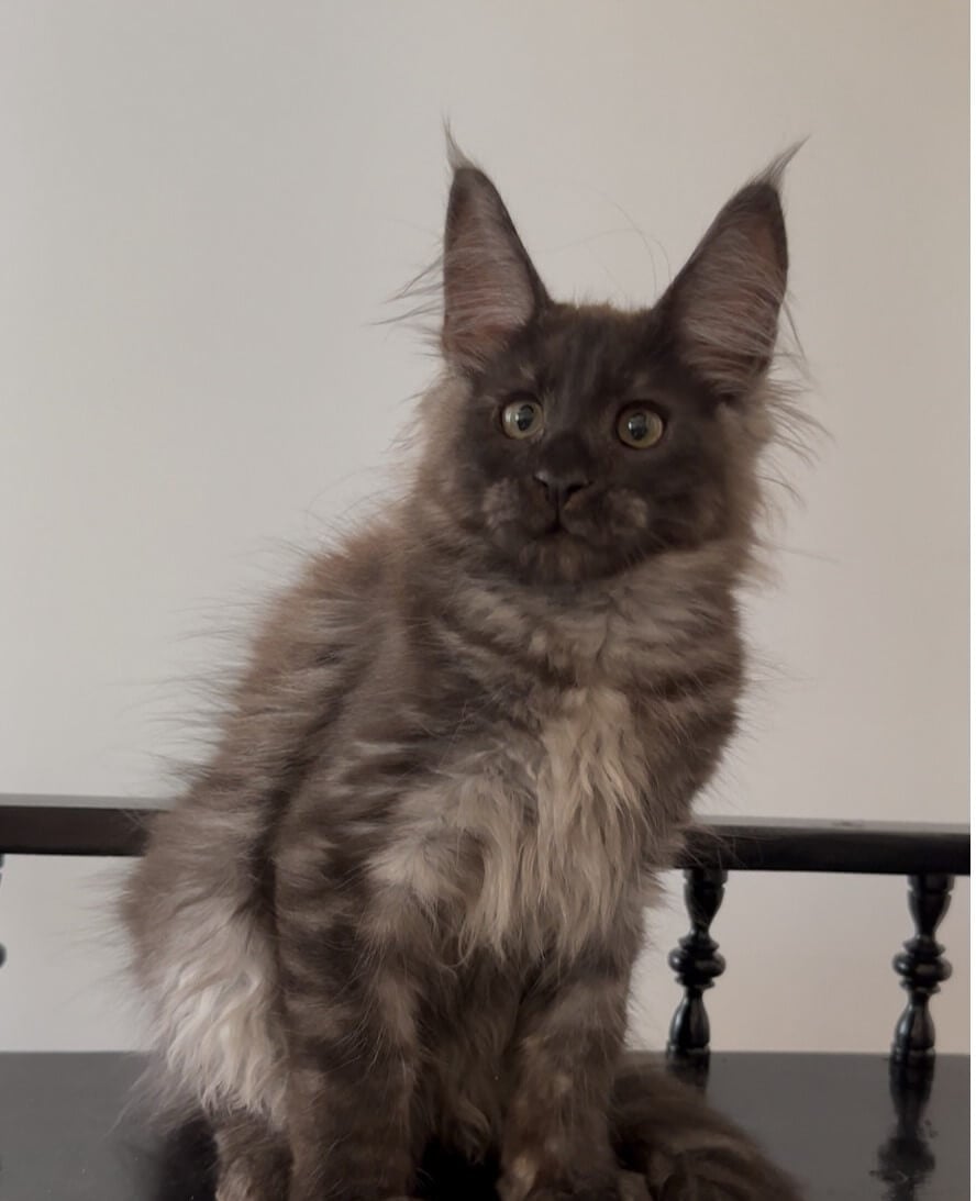 Zeus Maine Coon  Male (Available) $3200