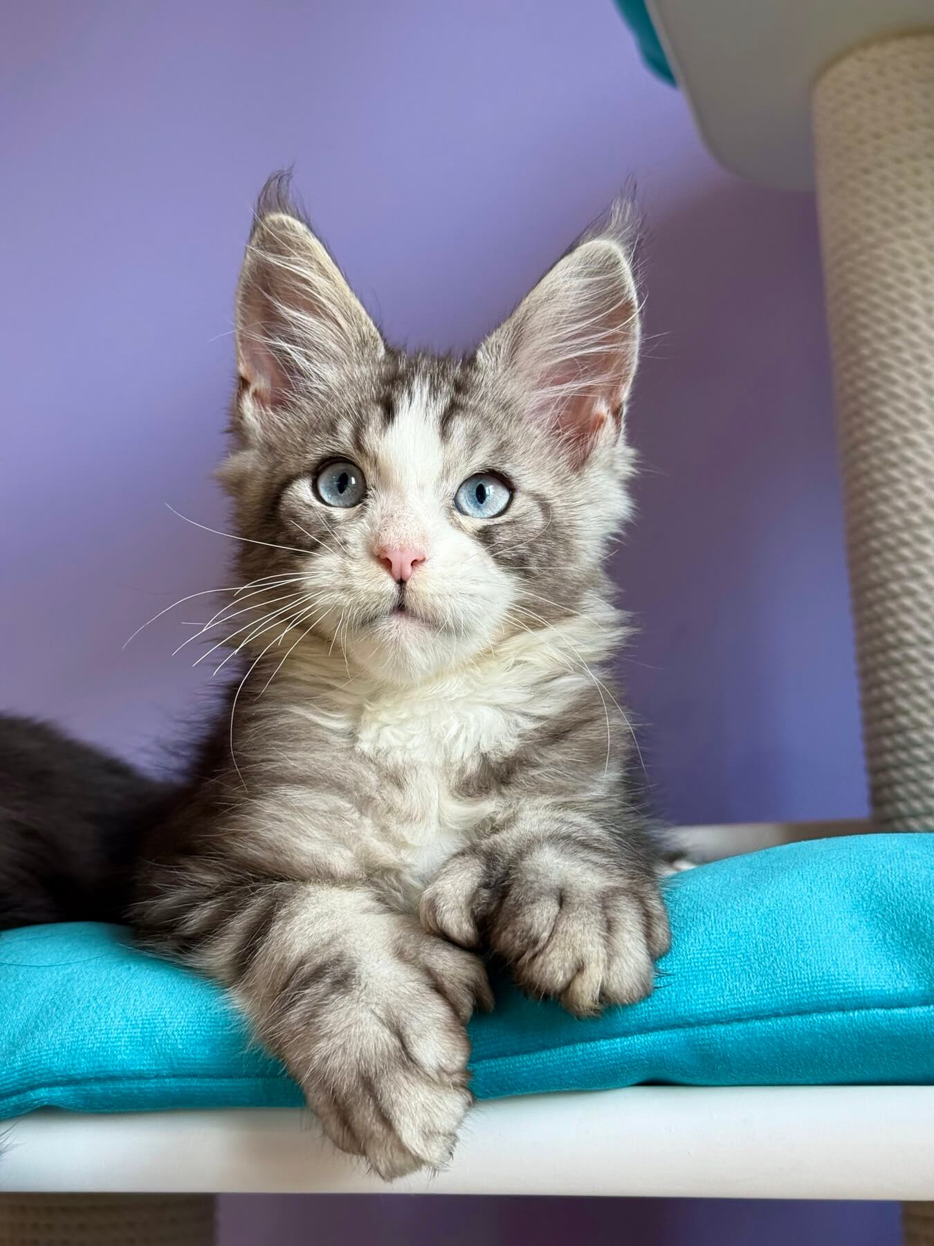 Osman Maine Coon POLY Male (Available) $5200