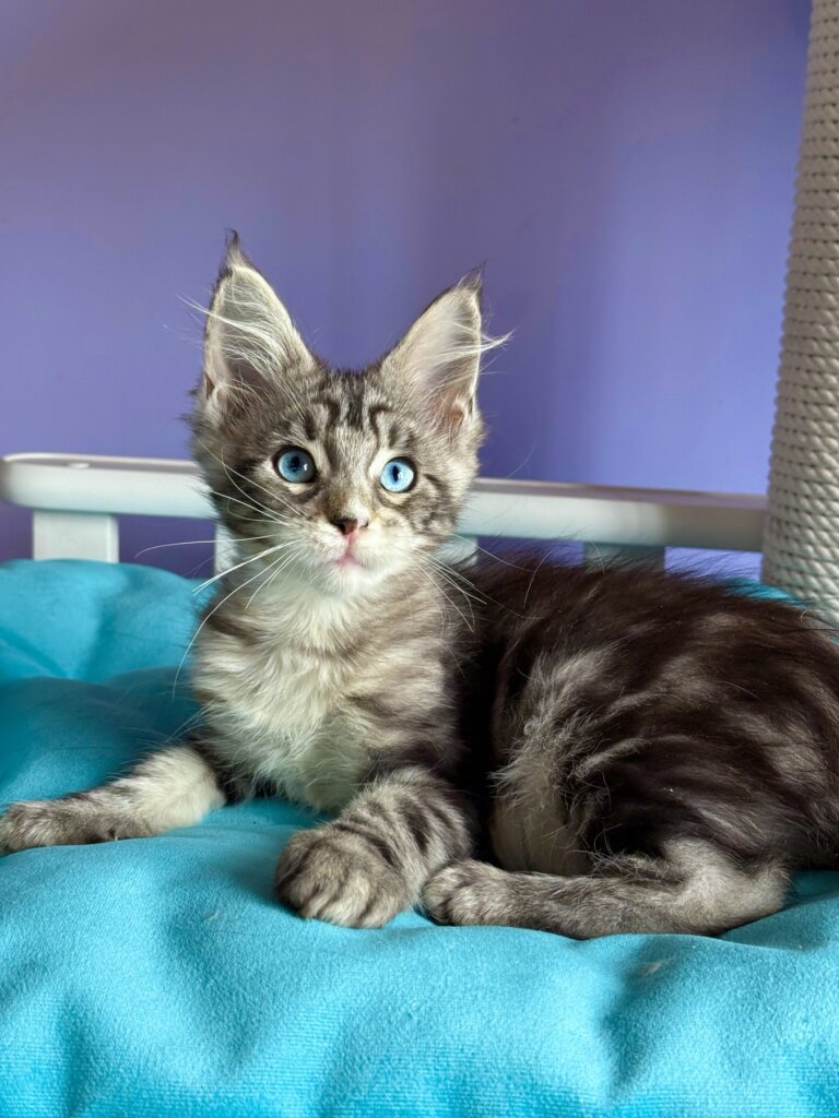 Liza Maine Coon Female (Available) $4200