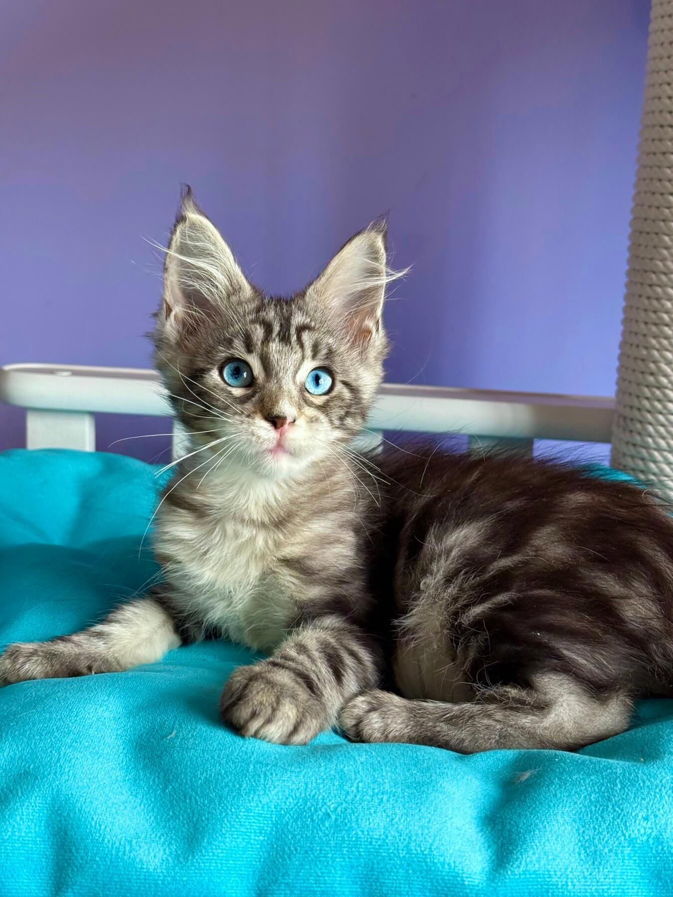 Liza Maine Coon Female (Available) $4200