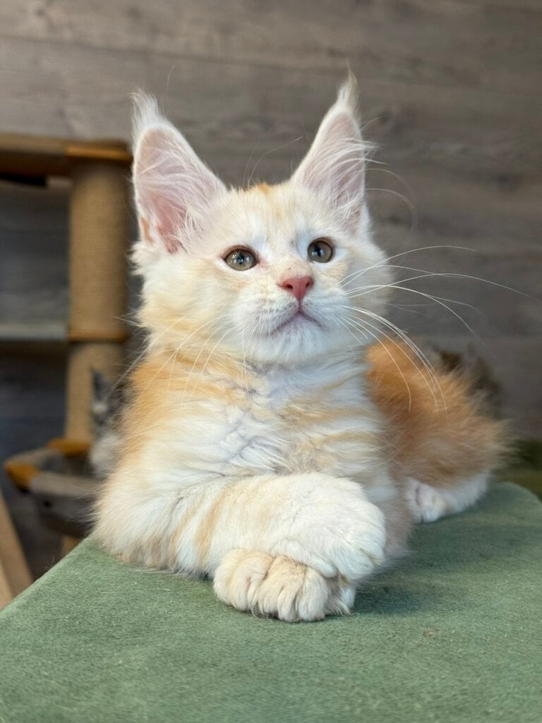 Oxx Maine Coon POLY Male (Available) 50 - photo 1