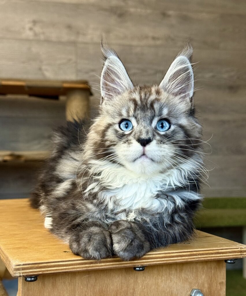Diamond Maine Coon Black Silver Male (Reserved) 50 - photo 1