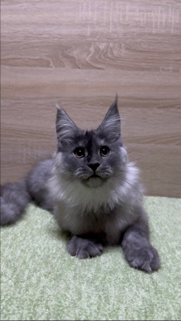Jam Maine Coon Male (Available) 00 - photo 1
