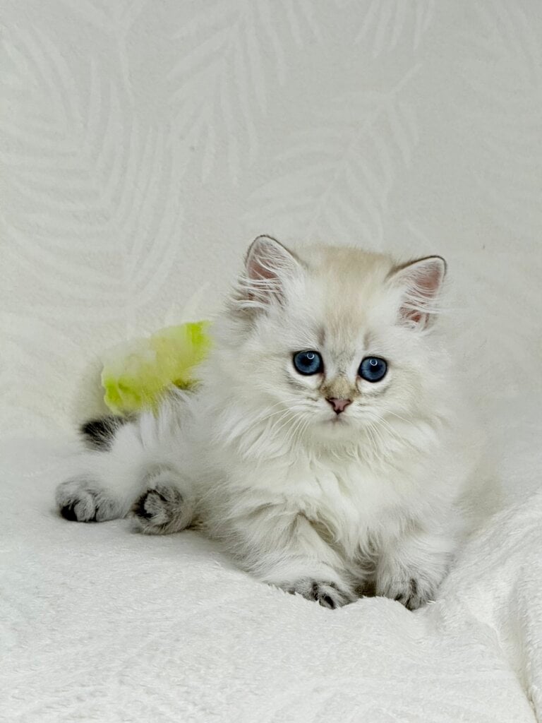 Knopa Munchkin Female (Available) $4200