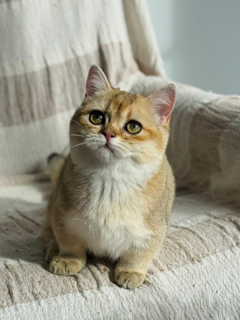 Yuca Munchkin Female (Available) $3900