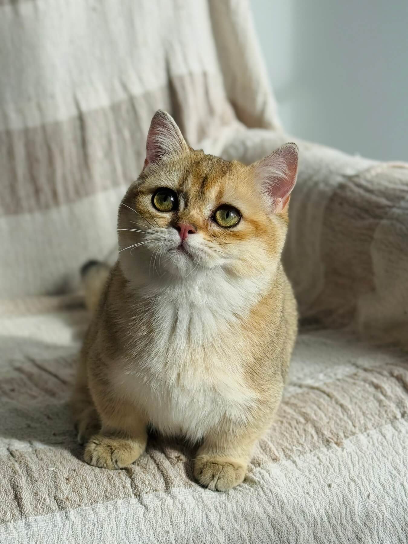 Yuca Munchkin Female (Available) $3900