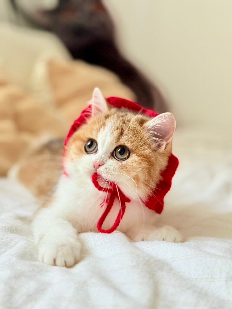 Masha Scottish Straight Female (Available) $2700