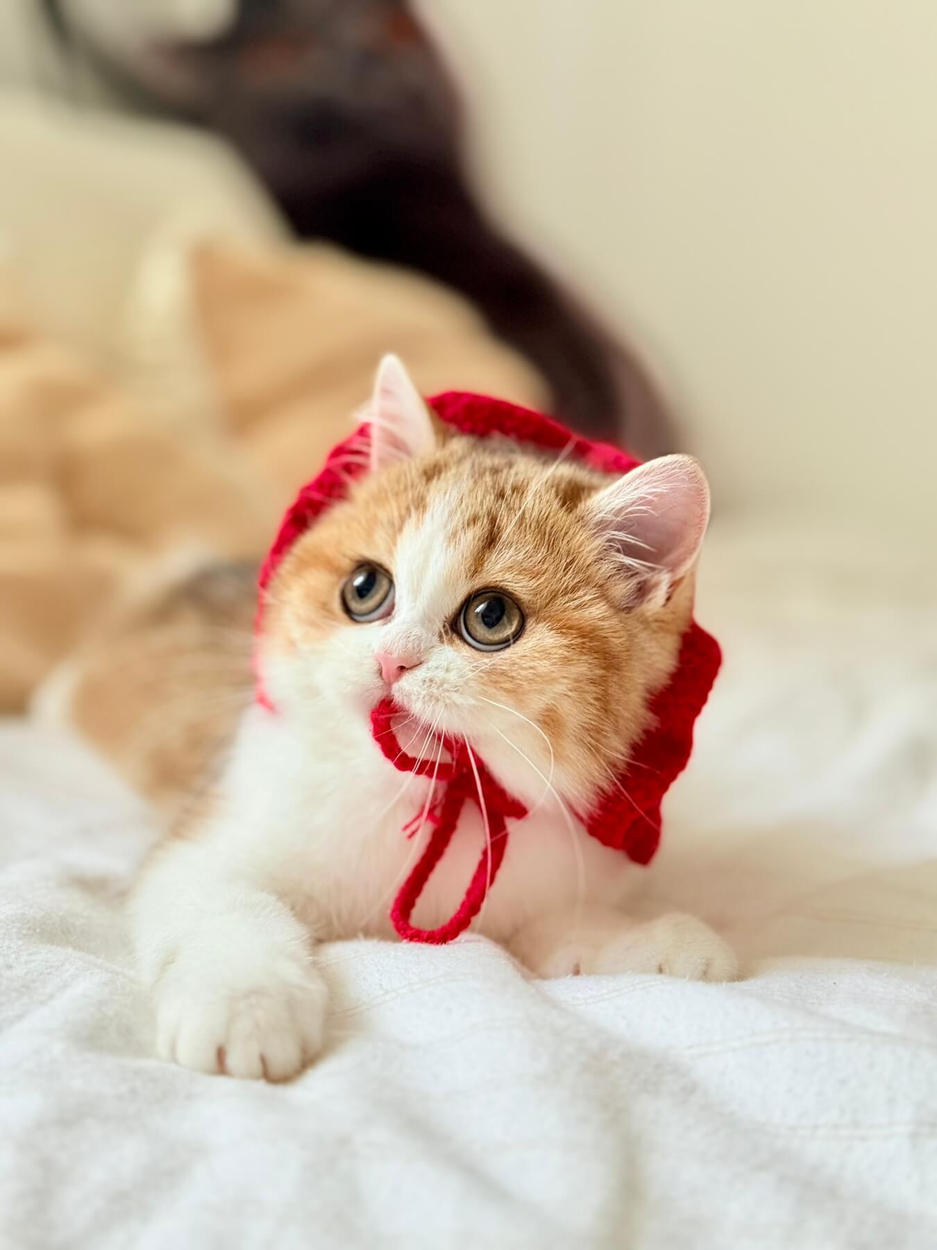 Masha Scottish Straight Female (Available) $2700