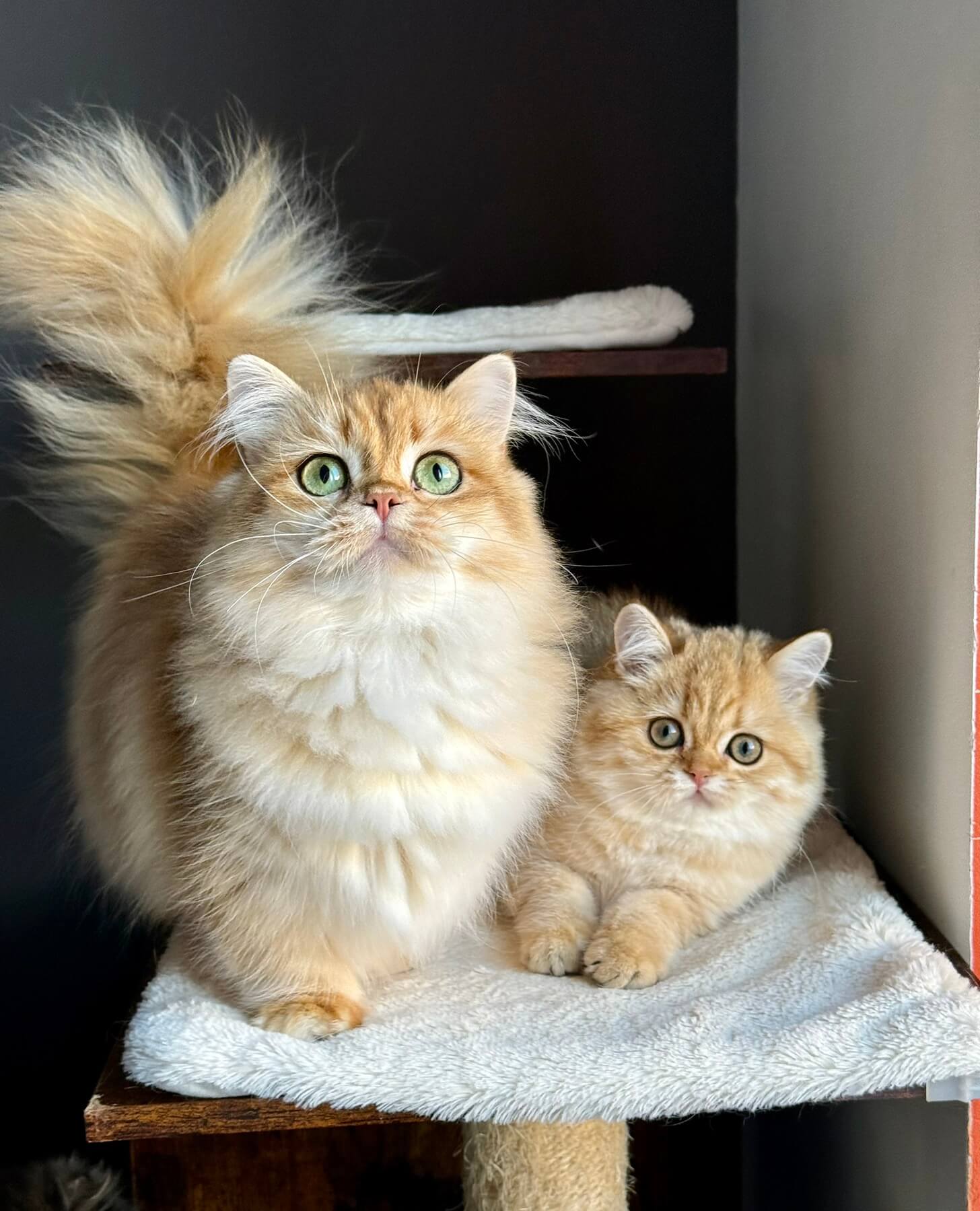 Coco British Shorthair Female (Available) $2800