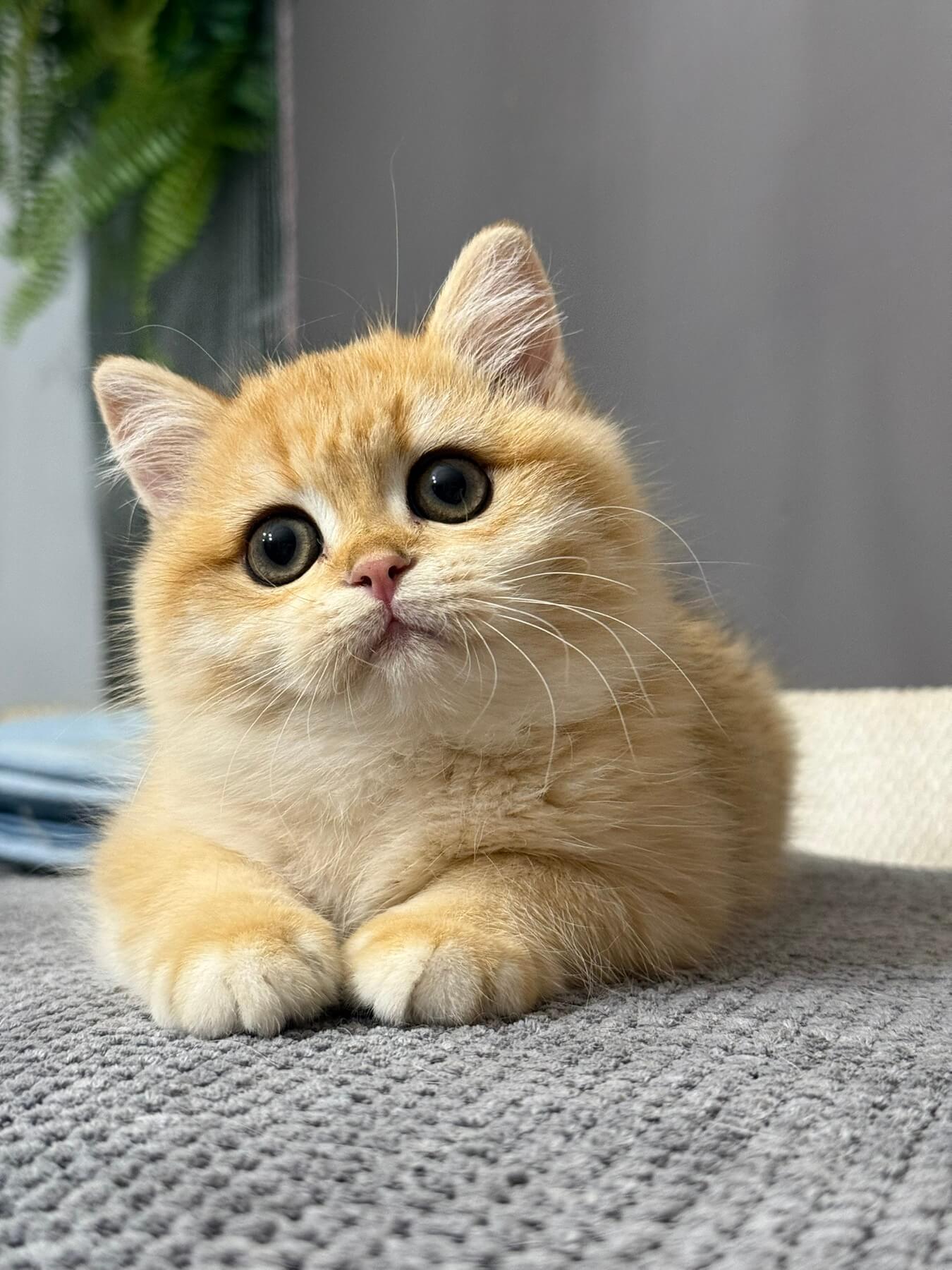 Carolina British Shorthair Female (Available) $2650