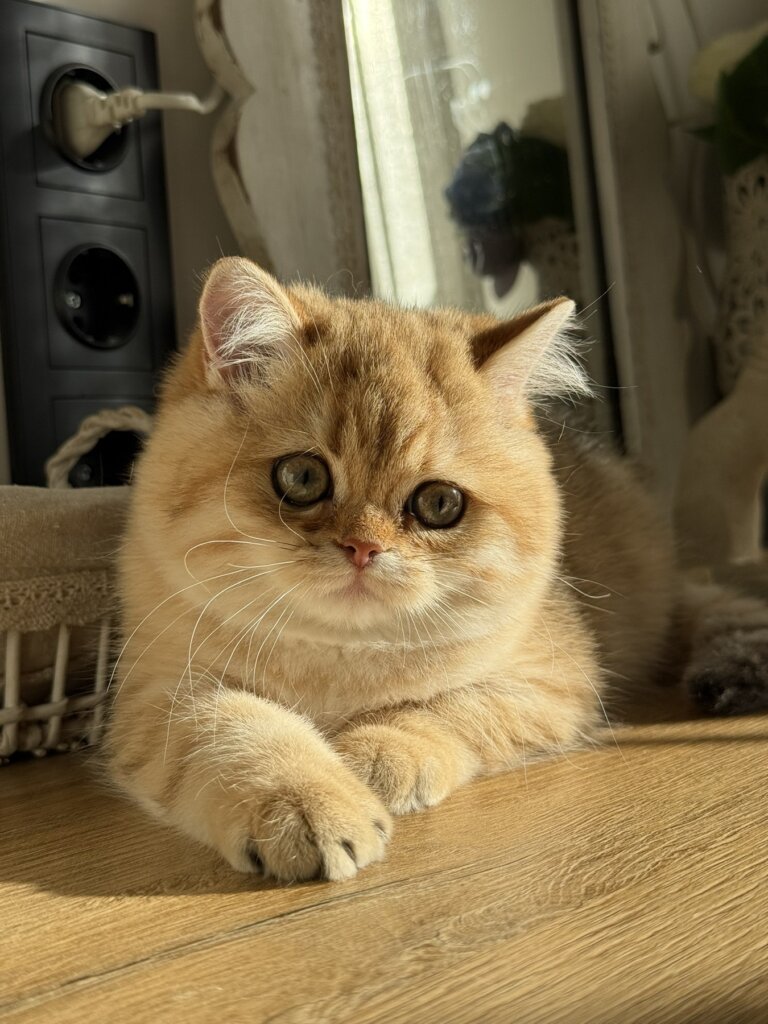 Coco British Shorthair Black Golden Female (Reserved) 50 - photo 1