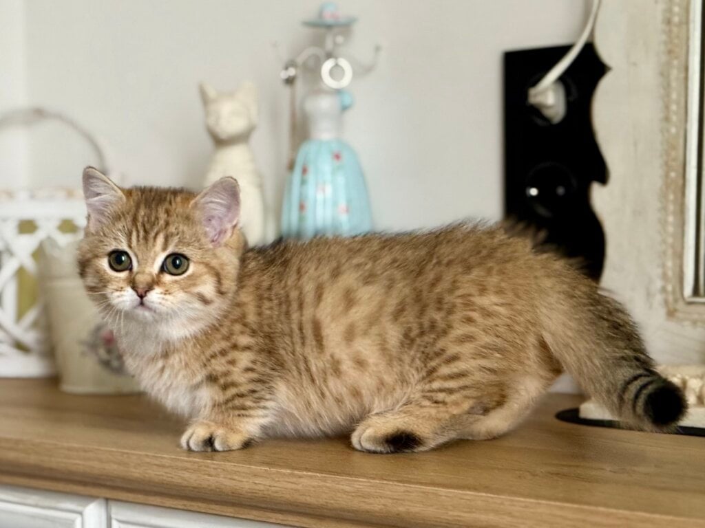 изображение Viber 2025 11 06 19 23 13 848