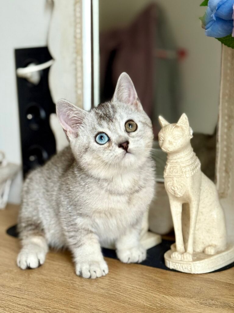 изображение Viber 2025 11 12 12 36 16 373