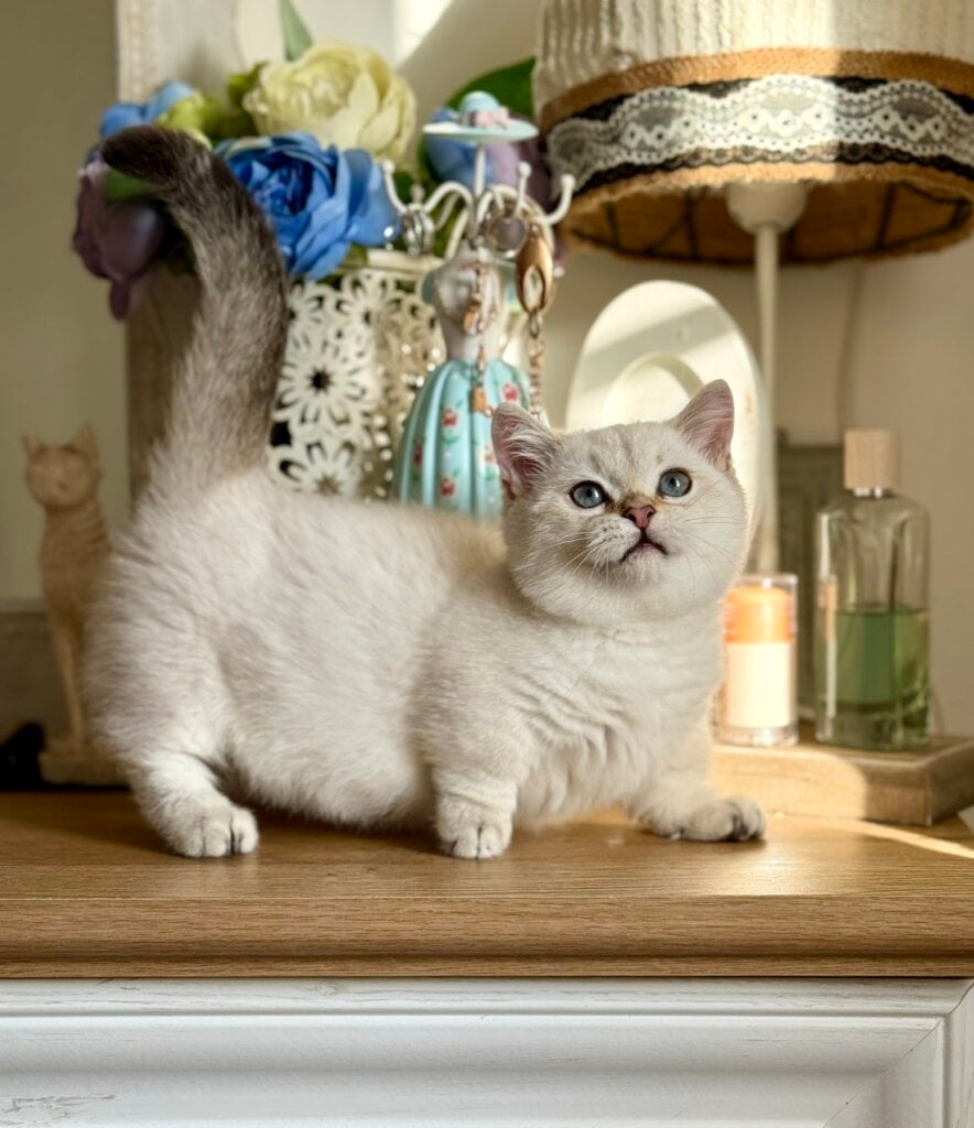 Sharlot Munchkin Male (Available) 00 - photo 1