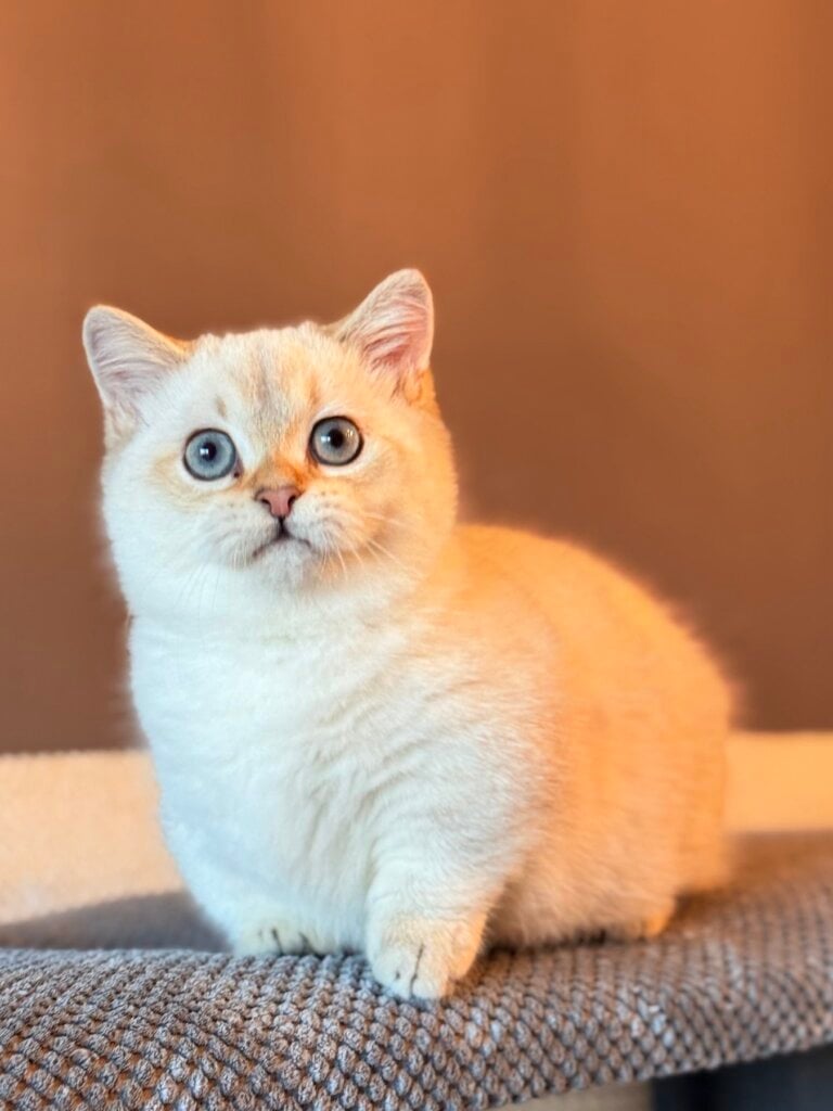 изображение Viber 2025 12 14 21 56 30 673