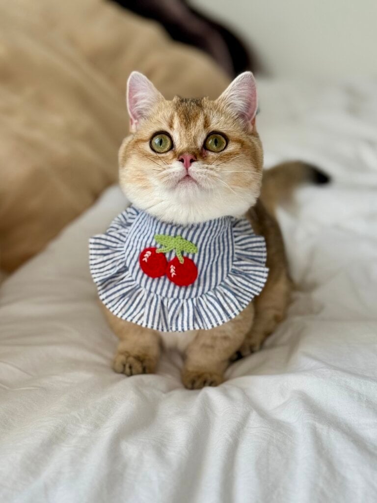 изображение Viber 2025 12 14 22 00 27 112