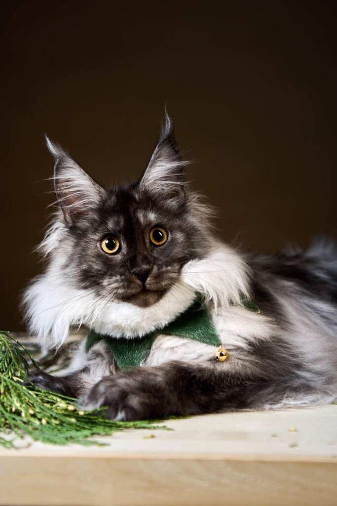 Jam Maine Coon Black Silver Male (sold) 00 - photo 1