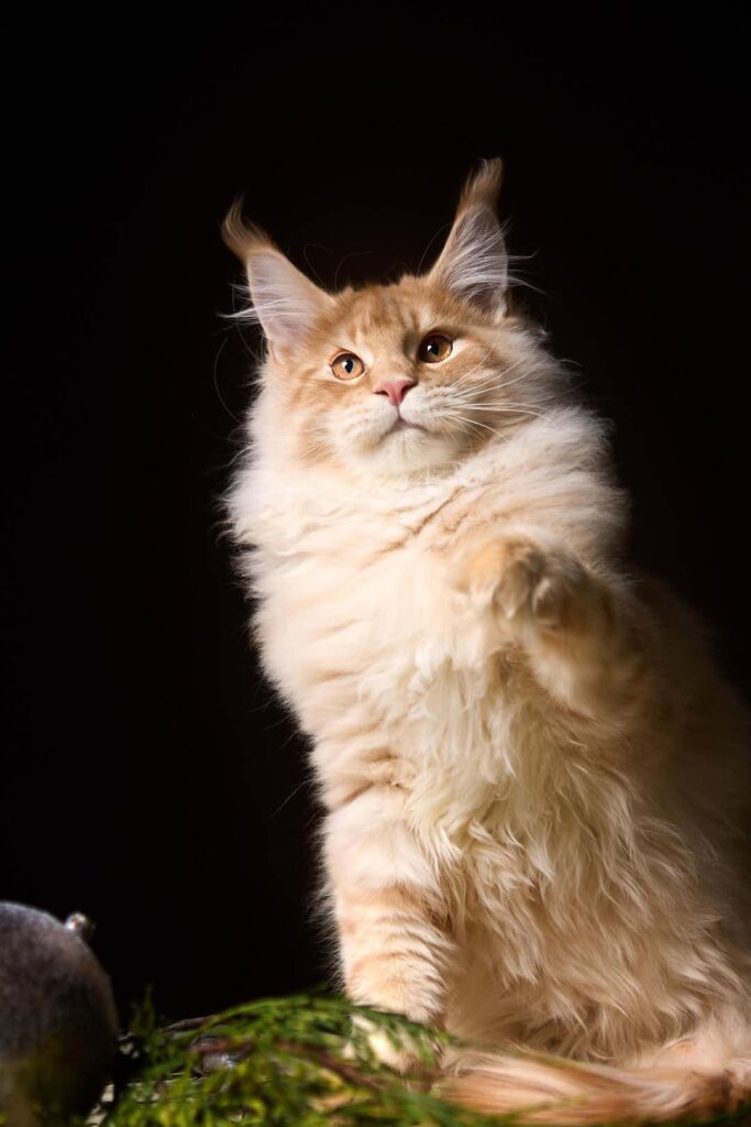 Melman Maine Coon Red Male (Reserved) 00 - photo 1