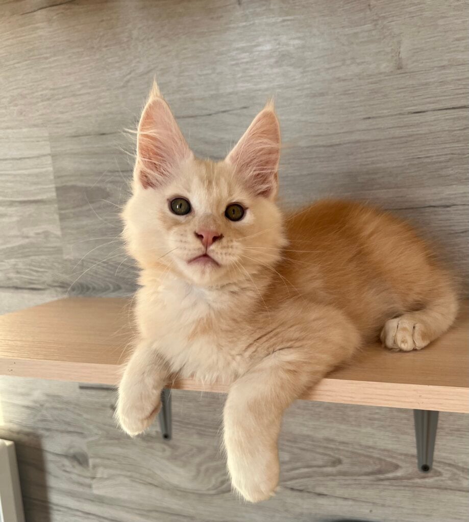 Peter Maine Coon Male (Available) 00 - photo 1