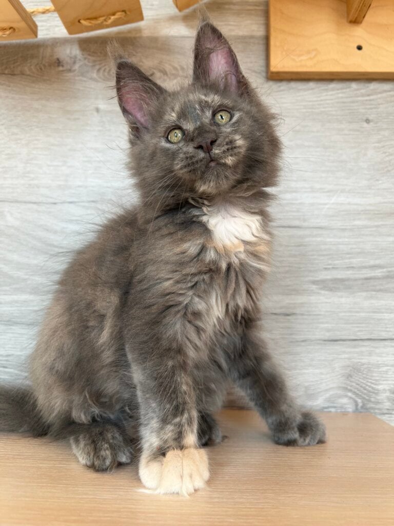 Prima Maine Coon Female (Available) 00 - photo 1
