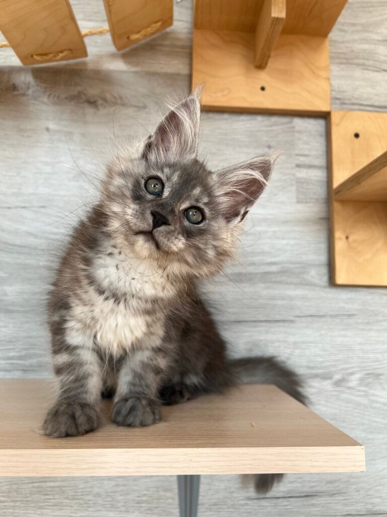 Puma Maine Coon Female (Available) 00 - photo 1