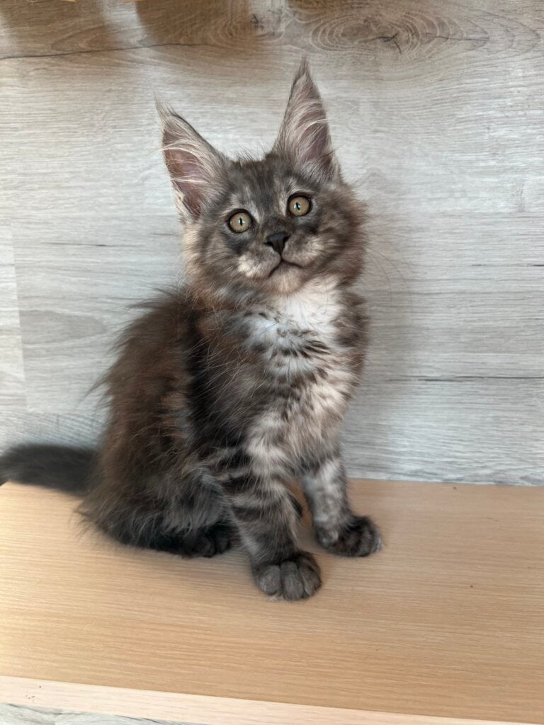 Patrick Maine Coon Male (Available) 00 - photo 1