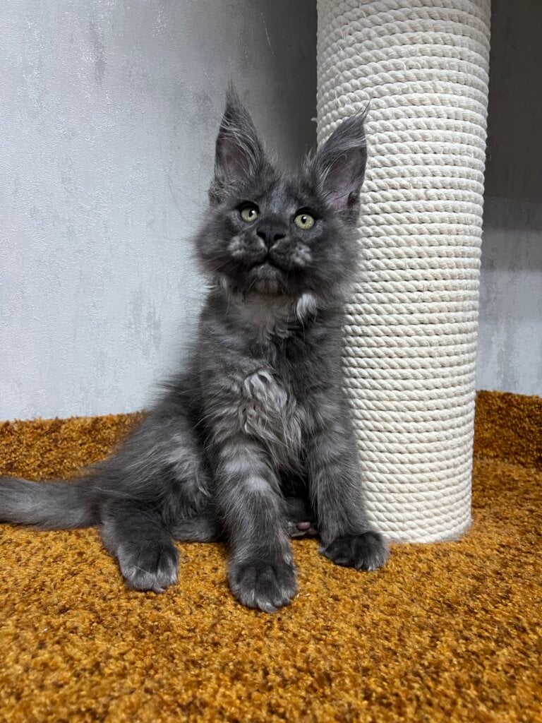 Prince Maine Coon Male (Available) 00 - photo 1