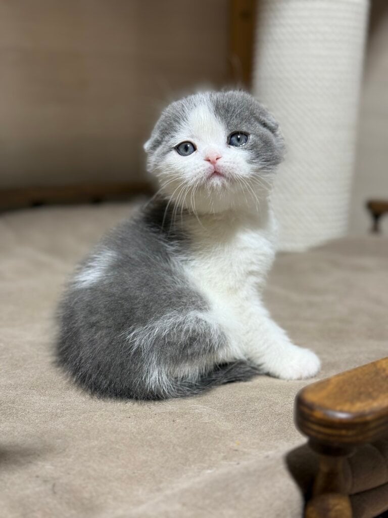 Maximus Scottish Fold Blue Male (Available) 50 - photo 1