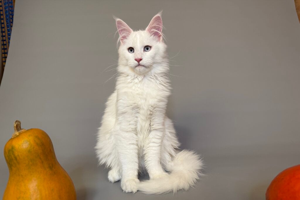 Malto Maine Coon Male (Available) 00 - photo 1