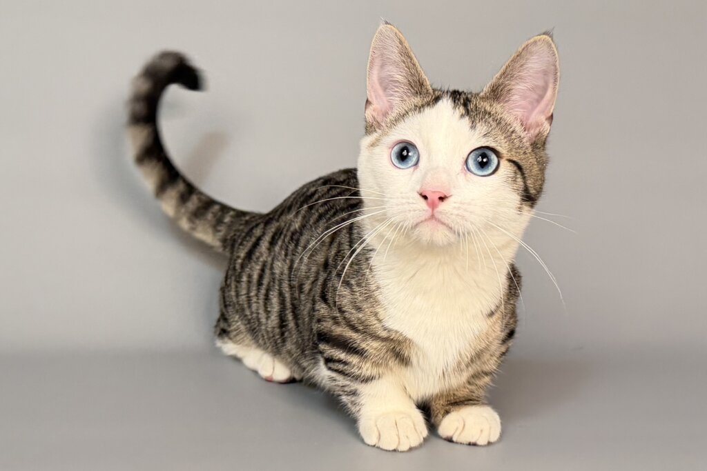 Nemoir Munchkin Black Tabby Male (Available) 00 - photo 1