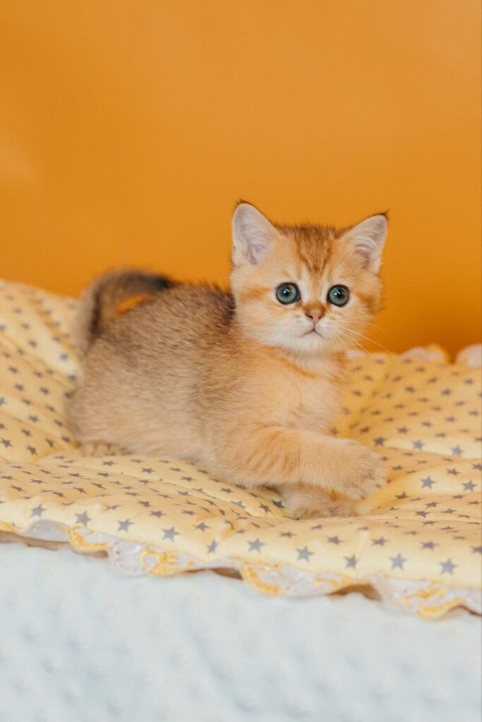 Photo 2025 11 03 23 36 59 2