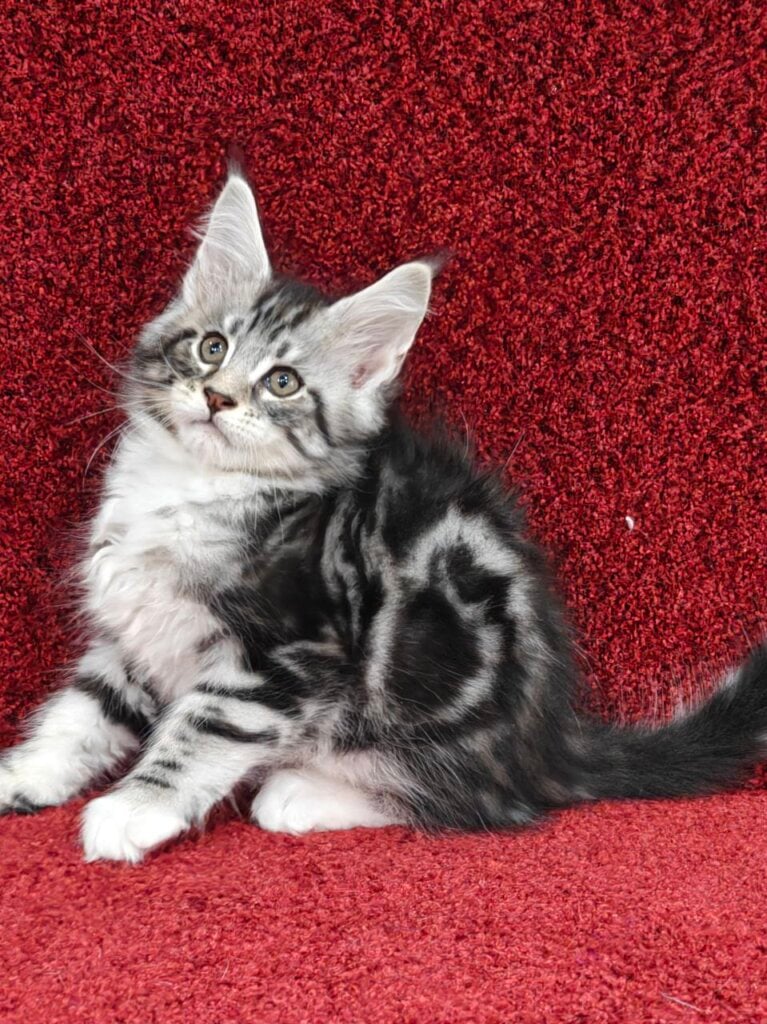 Photo 2025 11 04 00 47 24 4