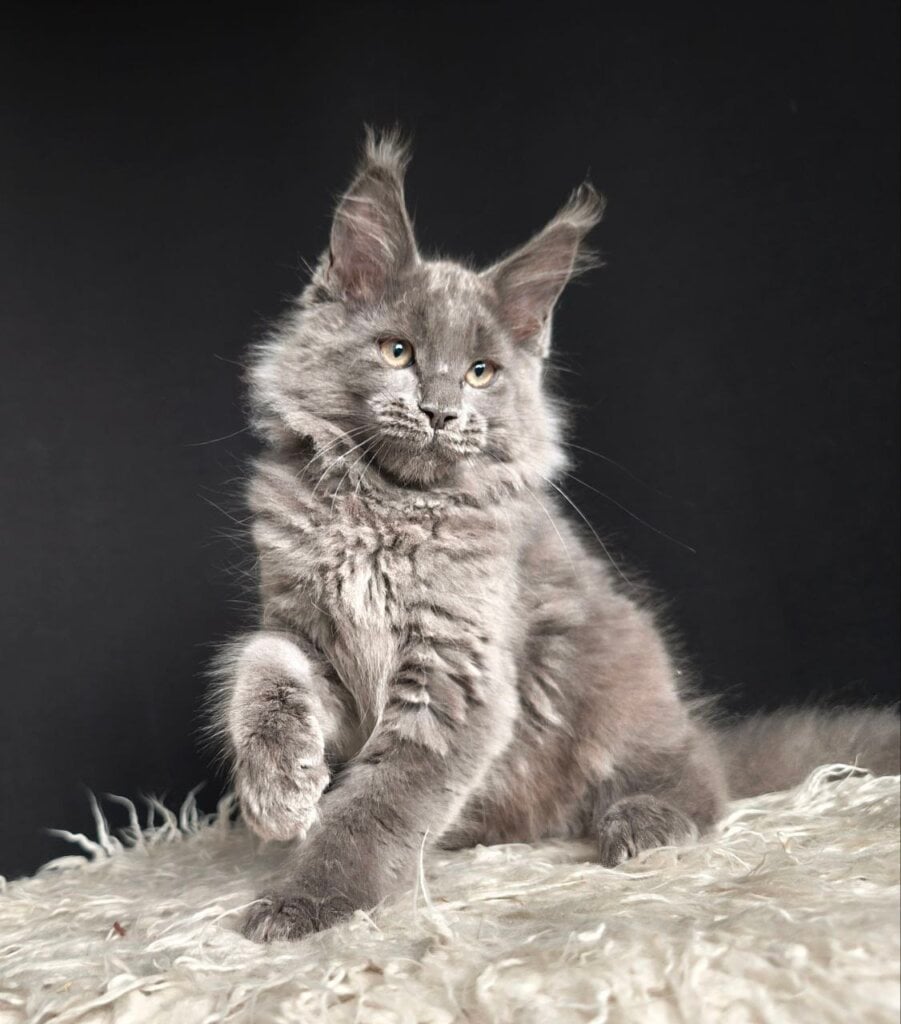 Photo 2025 11 06 20 44 19